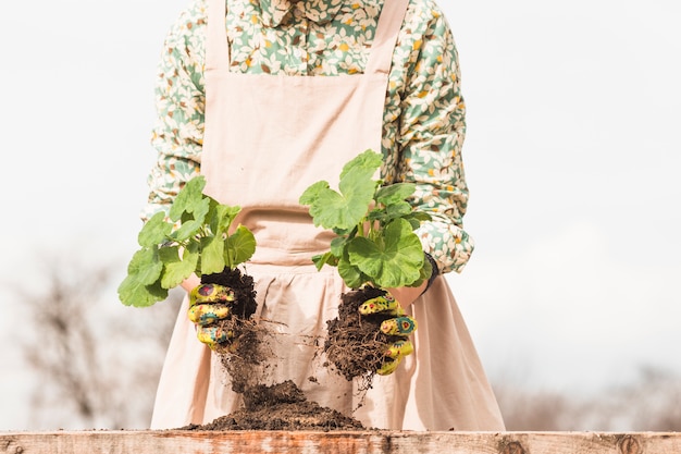 A gardener in an apron holding two young seedlings with soil on their roots
