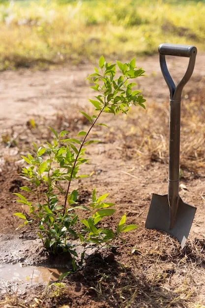 A young sapling beside a spade in freshly turned soil